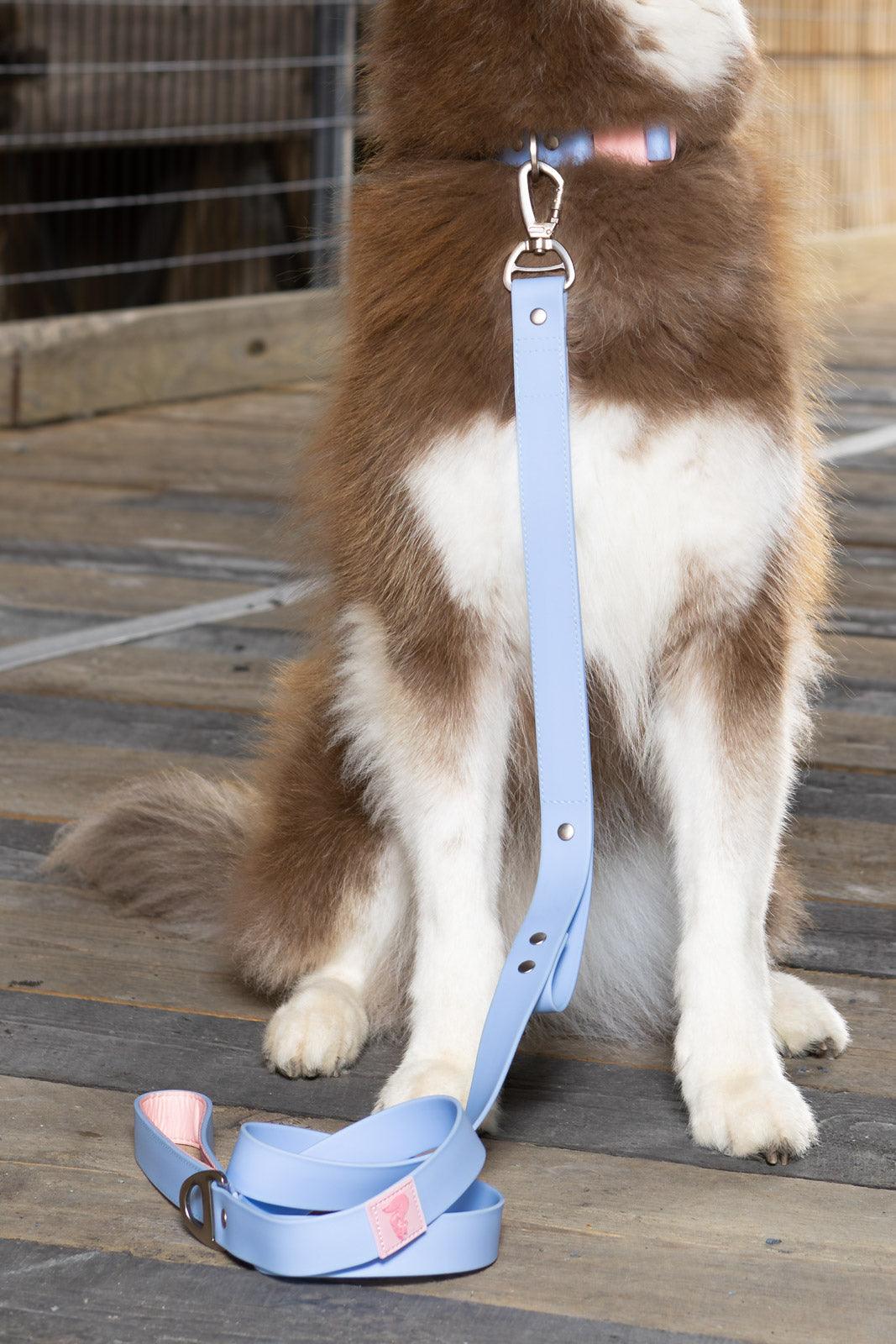 Waterproof Dog Leash - Blue Sky Orchid