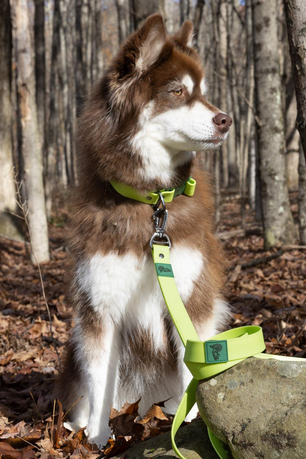 Waterproof Dog Leash - Mossy Pine