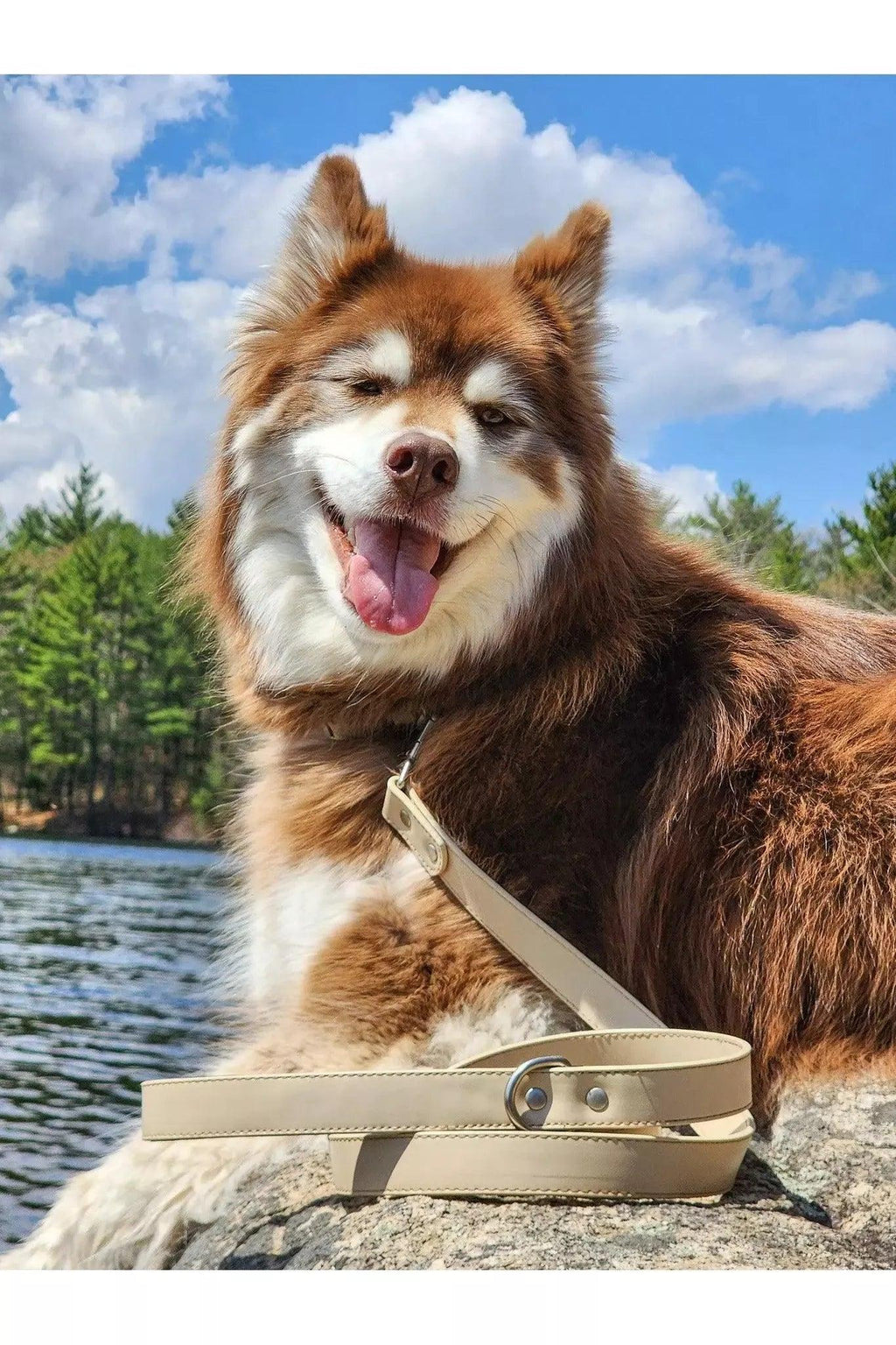 Vegan Leather Dog Leash - Champagne Fizz