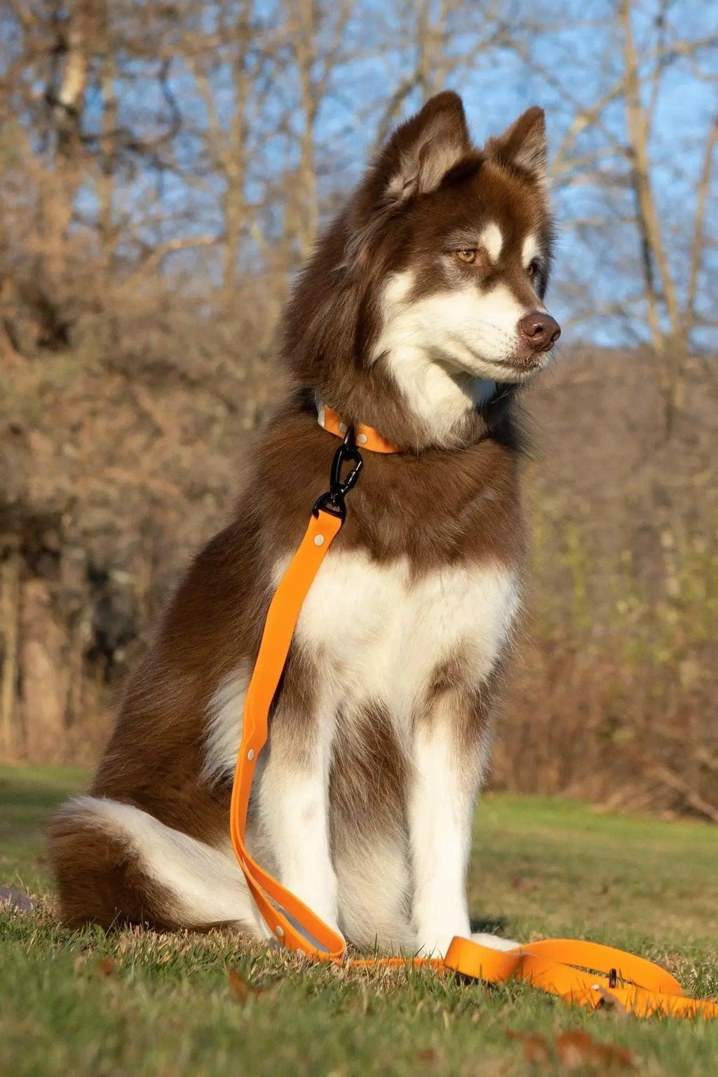 Waterproof Dog Leash - Crimson Glow