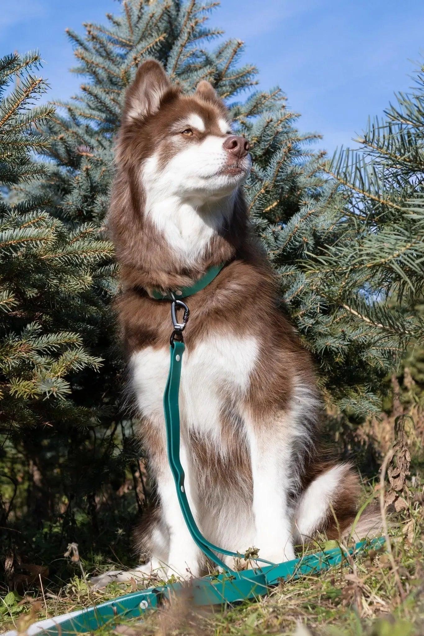 Waterproof Dog Leash -Siberian Spruce